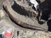 Poggetti Vecchi: il rinvenimento di una zanna di elefante